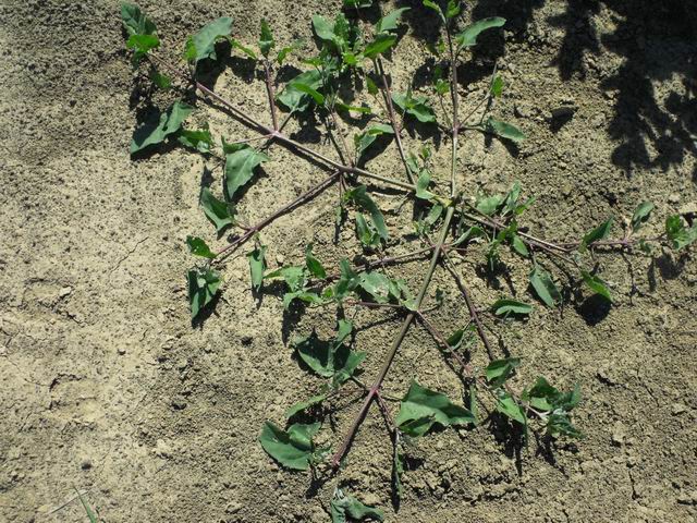 Chenopodium sp.
